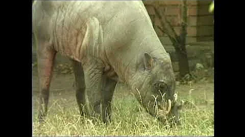 Бабирусса - Babyrousa babyrussa – Бабіруса - Buru babirusa