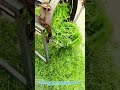 Curved Blade Chaff Cutter: The Ultimate Farm Tool for Easy Grass Chopping!