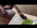 Siamese Cat Stealing and Eating My Edamame!