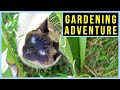 Siamese Cat Gardening Fun