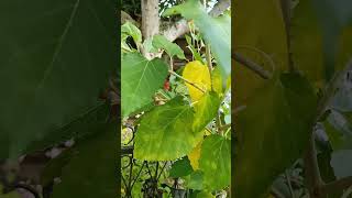 petik buah murbei didepan rumah  #murbei #buahmurbei