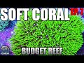 Choosing SOFT CORALS - Which Ones to Keep & Why? - Beginner Budget Reef Tank