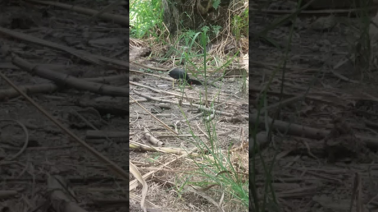 Burung hutan yang sudah jinak.. 