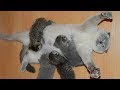 かわいい子猫 - 母親と遊んでいる子猫 - 最も面白い猫の映画2017 #69