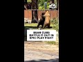 Bear cubs battle it out in epic play fight