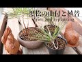黒松の曲付けと植替やってみます【盆栽】-black pine bonsai replanting-