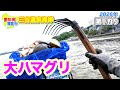 まるで宝石、ピカピカな大ハマグリをぶっこ抜く！