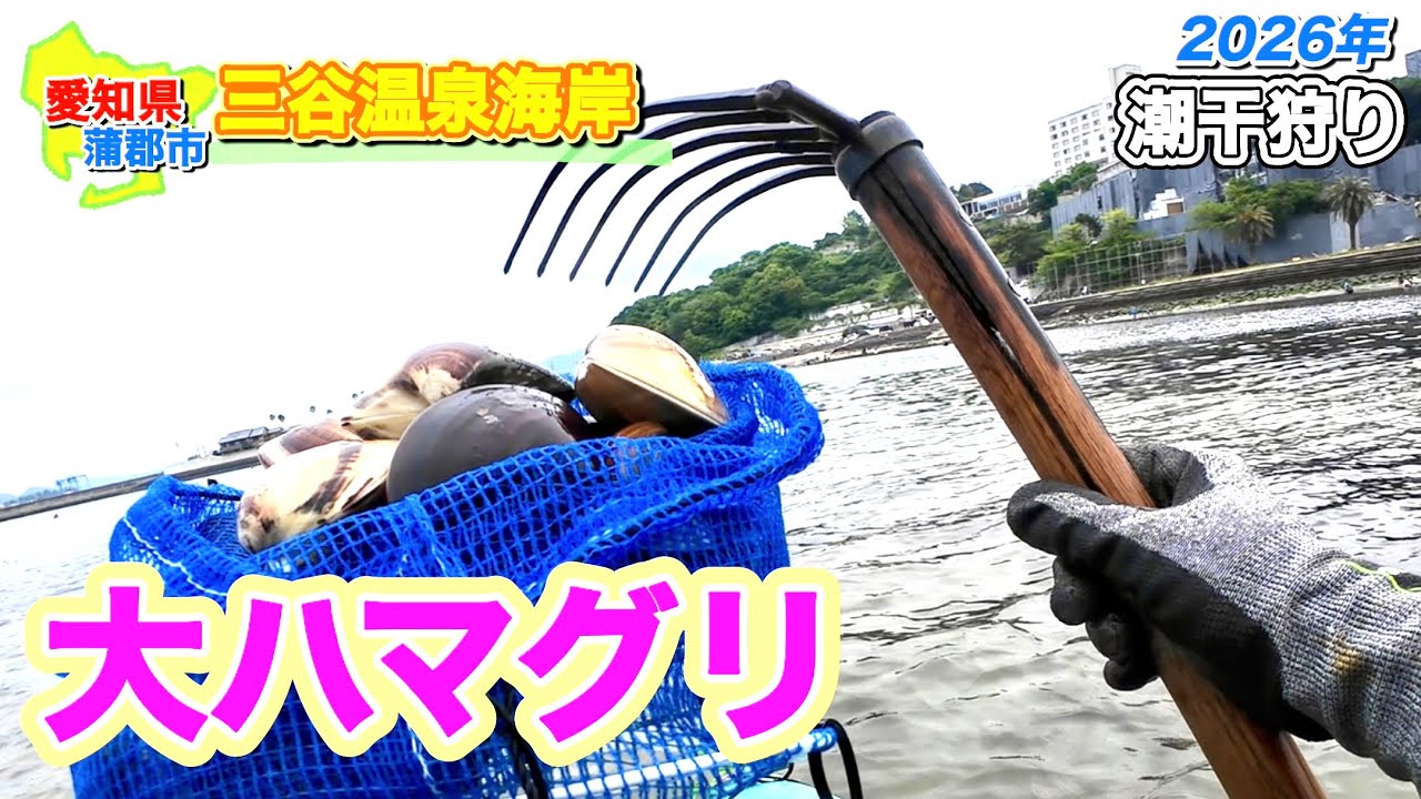 まるで宝石、ピカピカな大ハマグリをぶっこ抜く！