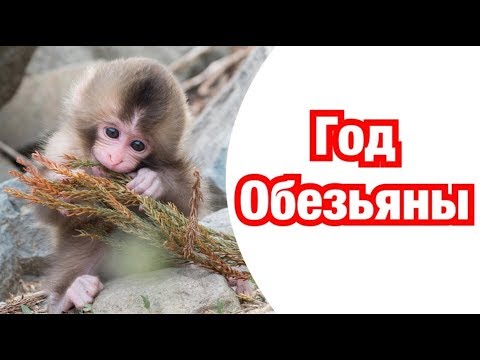 Год Обезьяны – описание и характеристика знака