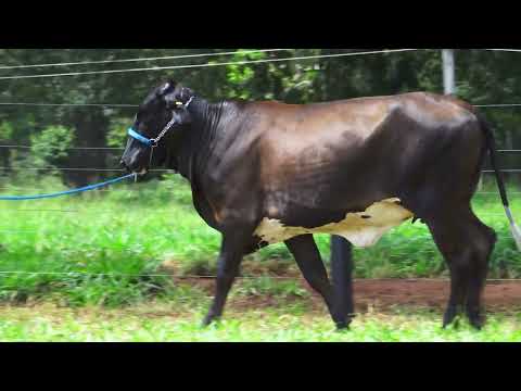 LOTE 51 EMÍLIA FIV MOSAIC RANCHO 3 IRMÃOS 7686 CI