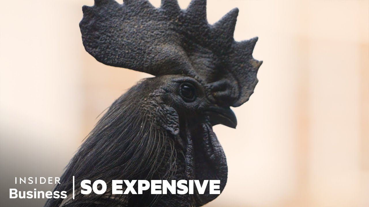 ⁣Why Ayam Cemani Chickens Are So Expensive | So Expensive | Insider Business