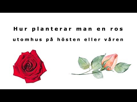 Video: Hur Man Planterar En Ros På En Nypon