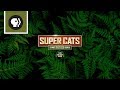 360 Degrees of Super Cats