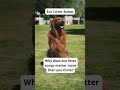 Eco-Friendly Pet Care Tips | Sustainable Dog Hacks-Eco Tips for Dog Owners | GoEcoPaw Hacks
