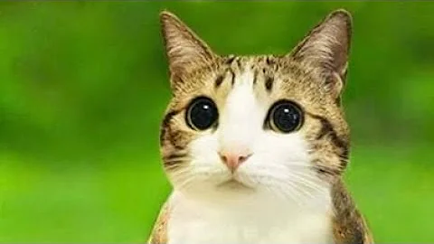 How to download my link Tutorial