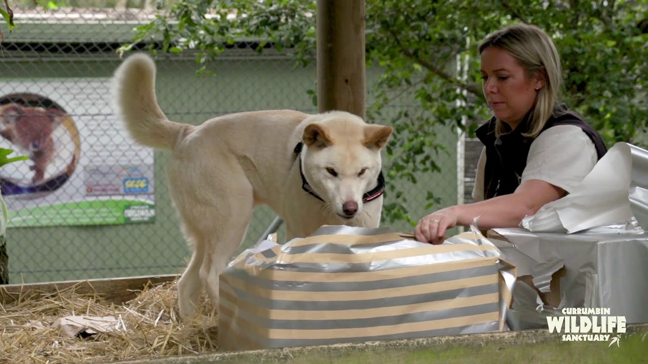 Dingo  Currumbin Wildlife Sanctuary