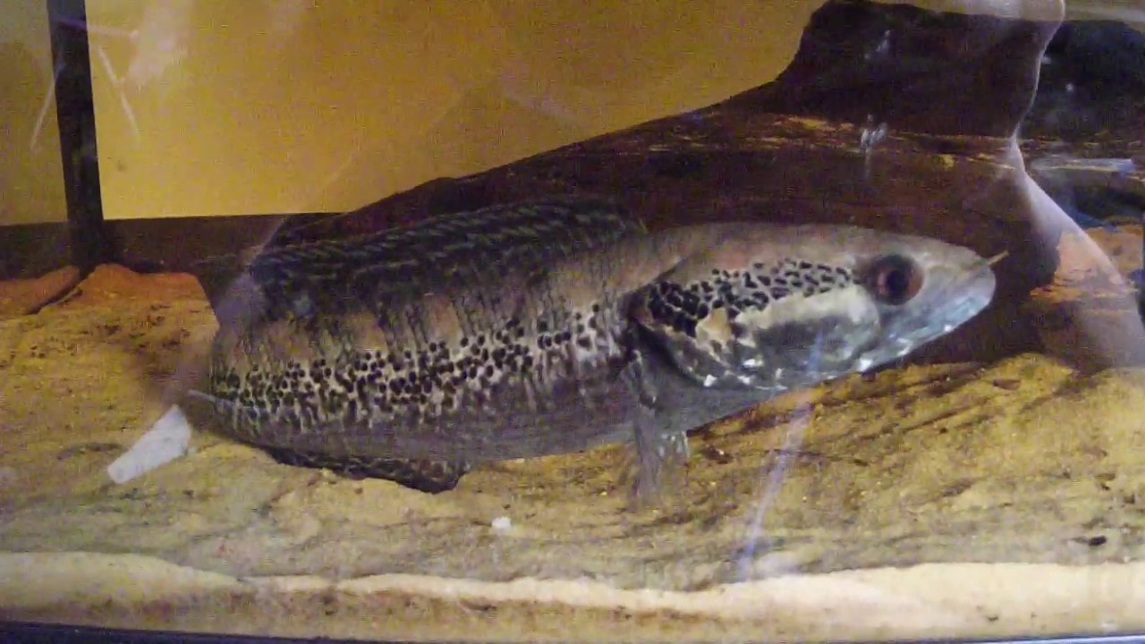 Parachanna africana male 