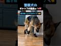 警察犬のイメージ崩壊!?ギャップが凄すぎるシェパードの爆笑ドジっ子まとめ 🤣🐾 #犬 #ショート