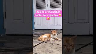 Kucing Oren barbar lagi santai sore ngantuk | sleepy cat