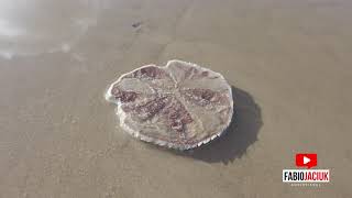 Sand Dollars | Aracaju - Sergipe | 4K