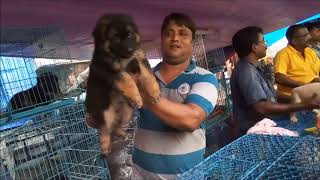 Download lagu Excellent Quality Heavy Bone double Coat German Shepherd For Sale l Price Rs 18000 30000 Excellent Quality Heavy Bone double Coat German Shepherd For Sale l Price Rs 18000 30000