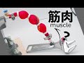 おい筋肉！実力を見せてやれ！！www