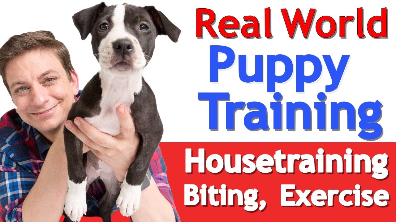 Puppy Training 101 This Is What A Typical Day Should Look Like Youtube