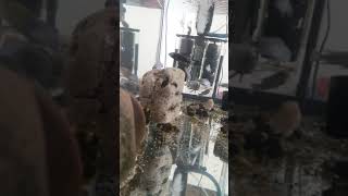 Çiklet Balıklarım Mavi Prenses Yavrularım Beyaz Prens Sarı Prenses Aysmen Iceman Ciklet