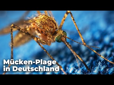 Video: Welche Insekten übertragen Krankheiten