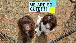 Standard Poodle Puppies 2022   2 left!