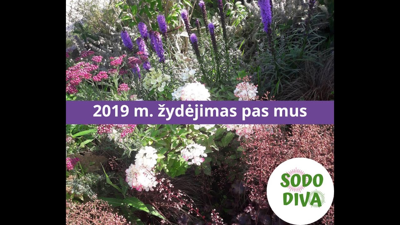 ,,Sodo diva'' daugiametės gėlės ir dekoratyviniai augalai, jų žydėjimas ...