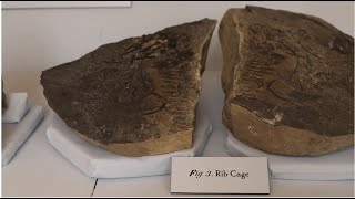 Mineral Monday Keck Museum Tour Part 1