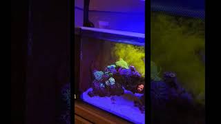 Discover the Power of CVE in Your LPS Coral Reef Tank