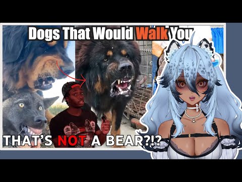 Snow Leopard Vtuber Learns About Big Dogs | Channie Reacts to Casual Geographic
