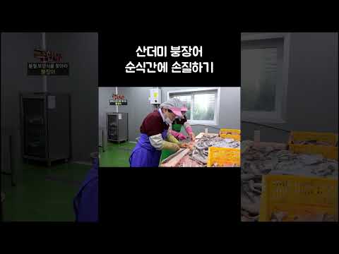10초도 안 걸리는 붕장어 해체 #Shorts