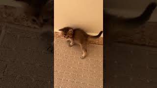 A kitten playing very actively