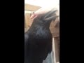 How to pet a Raven
