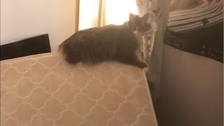 解体を邪魔する猫 ノルウェージャンフォレストキャット Interfere with disassembly.Norwegian Forest Cat.