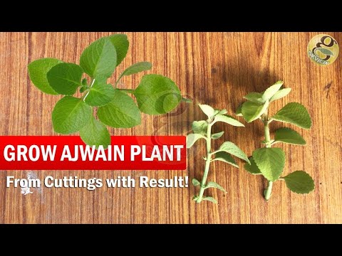 How to grow Ajwain Plant from Cuttings easily | Ajwan Plant Herb care video tips in English