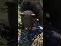 Bear attacks in this game are BRUTAL RDR2