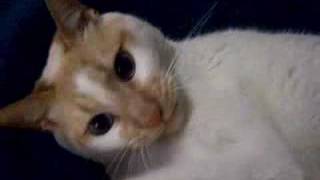 Zero Playing-Cerebellar Hypoplasia