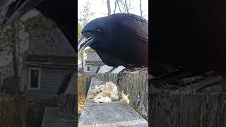 Crow, Some Chicken To Go