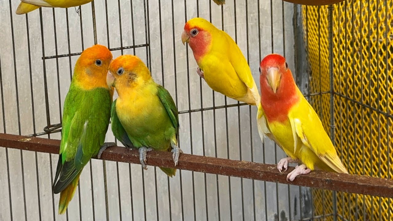 Parrots singing beautiful birds voice beautiful Love birds sounds YouTube