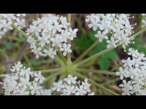 Video: Propagazione di Angelica - Come propagare le piante di erbe di Angelica