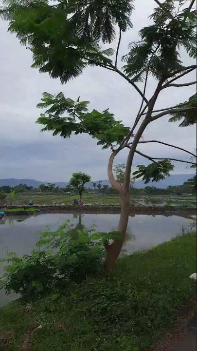 Waktunya untuk menanam padi sambil liat gunung sawah #gunung #sawah #shorts #statuswa #jalanjajan