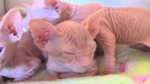 Video 3406141: sphynx kitten, sleepy sphynx