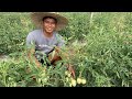 TRELLISING and PRUNING  TOMATO para MADAMING BUNGA - Best Farmers Practice