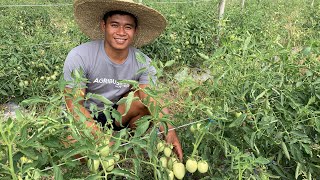 TRELLISING and PRUNING TOMATO para MADAMING BUNGA - Best Farmers Practice