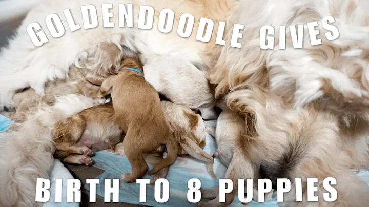 GOLDENDOODLE WHELPS 8 PUPPIES | LIVE DOG BIRTH *GR...