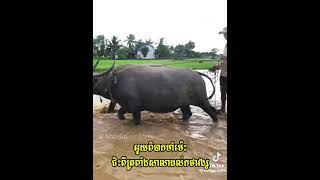 កំពតកំសត់ស្នេហ៍